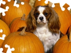 dynie, King Charles Spaniel