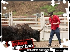 byk, mężczyzna, Jackass Number Two