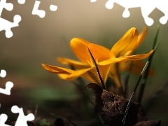 Wiosna, Kwiat, Żółty, Krokus