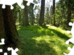 Drzewa, Zarośla, Trawa