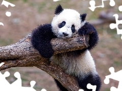 Panda, Miś