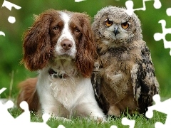 Cocker spaniel, Trawa, Pies, Sowa