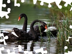 Szuwary, Woda, Czarne, Łabędzie