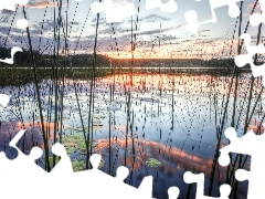 Szuwary, Jezioro, Wschód, Słońca