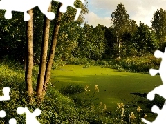 Krzewy, Drzewa, Las, Rzeka