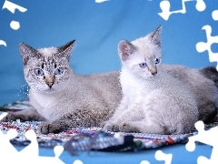 Kotki, Mekong Bobtail, Dwa