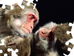 Małpy, Pawiany, Dwie