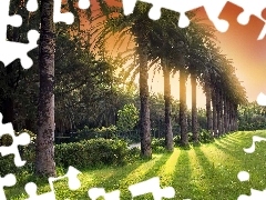 Palm, Aleja