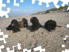 plaża, Owczarki francuskie Briard