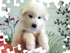 Samojed, szczeniak