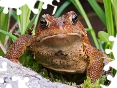 Żaba