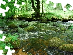 Las, Kamienie, Rzeka
