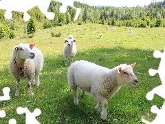 Łąka, Las, Owieczki