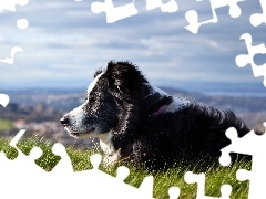 Panorama, Łąka, Pies, Border Collie, Pasterski