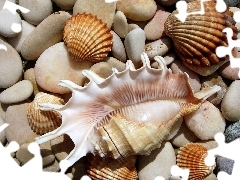 Kamienie, Muszelki