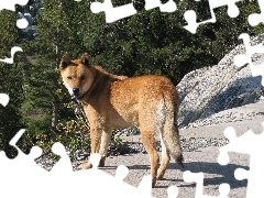 skały, Jindo