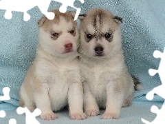 Szczeniaki, Siberian Husky
