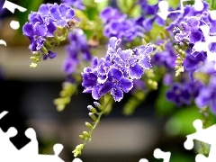Kwiaty, Duranta, Fioletowe