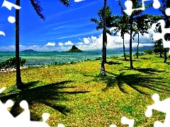 Hawaje, Palmy, Ocean, Wyspa