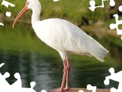 Woda, Ibis Biały