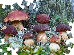 Prawdziwków, Rodzinka, Poszycie, Leśne