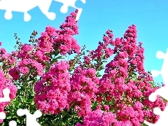 Różowa, Lagerstroemia