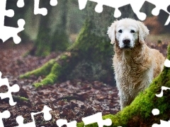 Golden Retriever, Drzew, Las, Pnie