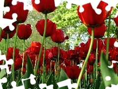 Tulipany, Czerwone