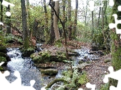 Drzewa, Strumyk, Las