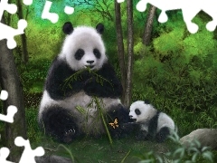 Bambus, Motyl, Pandy