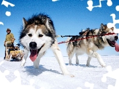 Zaprzęg, Siberian Husky