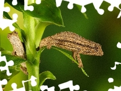 Roślina, Kameleon