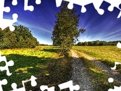 Pole, Drzewo, Droga