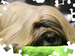 Owczarek Francuski Briard