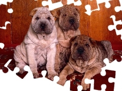 Shar Pei, trzy