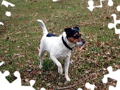 kij, Parson Russell Terrier