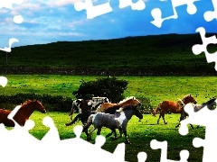 Wzgórze, Pastwisko, Konie, Galop