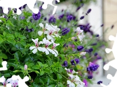 Pelargonie, Lawenda, Białe