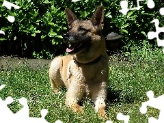 Owczarka belgijskiego Malinois, Pysk