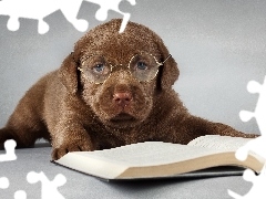 Książka, Okulary, Szczeniak, Labrador