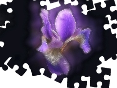 Fractalius, Irys