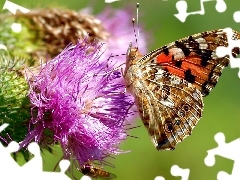 Rusałka, Motyl, Kwiat, Osetnik, Ostu