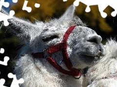 Lama, Biała