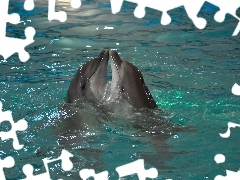 Delfiny, Dwa