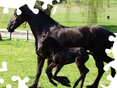 Klacz, Źrebie, Kara