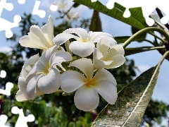 Plumeria, Biała