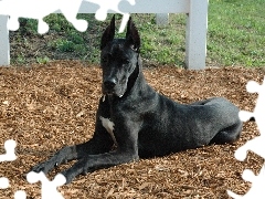 Niemiecki, Dog, Duży, Czarny