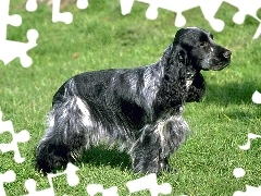 Spaniel, Trawa, Pies