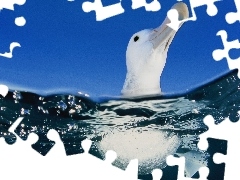 Albatros, Woda, Błękitne, Niebo