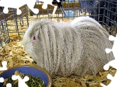 Albinos, Długowłosa, Świnka, Morska